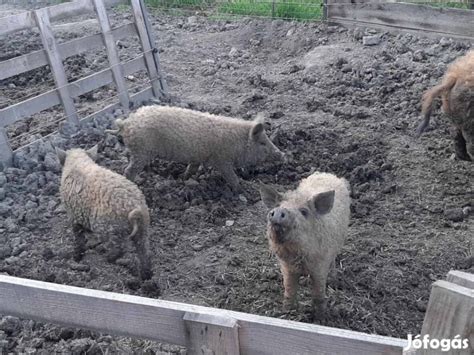 malacok eladók zala megyében|Eladó mangalica